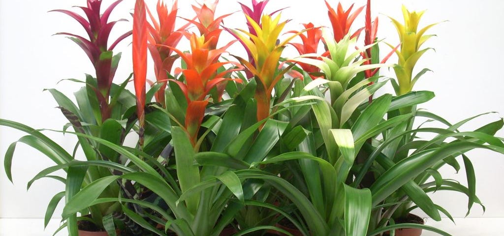 Bromelia