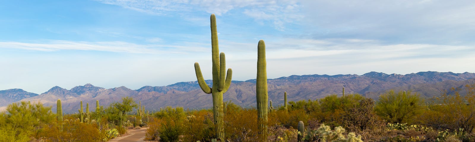 A dusty landscape with cacti growing.