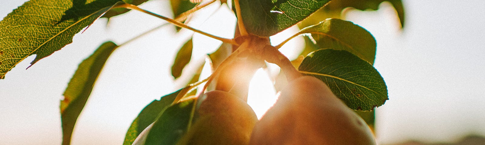 A pair of pears on the tree with the sun shining behind.