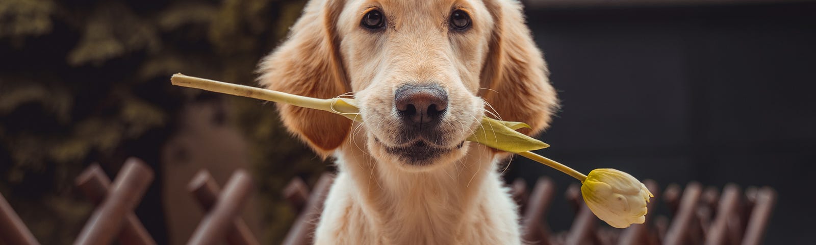 A dog holding a rose in its mouth.