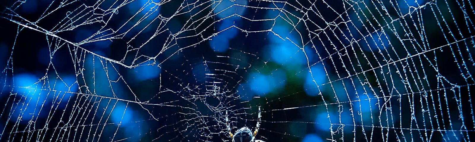 Here is a picture of a web, representing the web of lies that people often project, trapping the unaware.