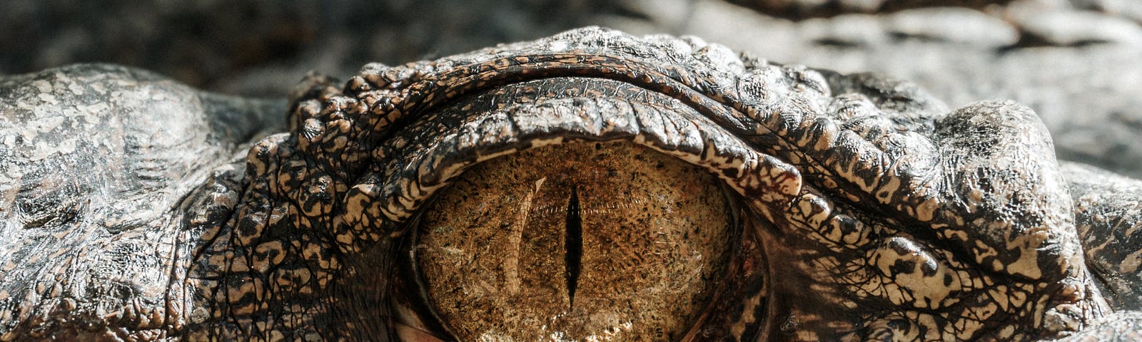Reptile eye in close-up.
