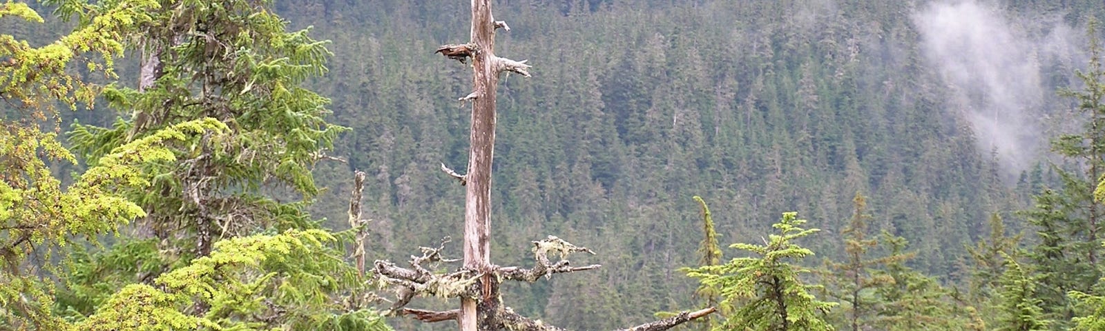 Tongass National Forest, Alaska. Photo by gillfoto/CC BY-SA 4.0