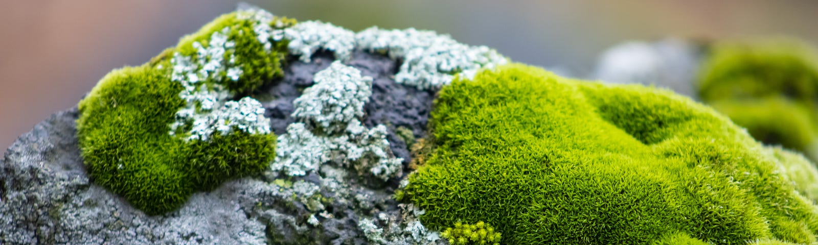 Moss on a rock with some lichen