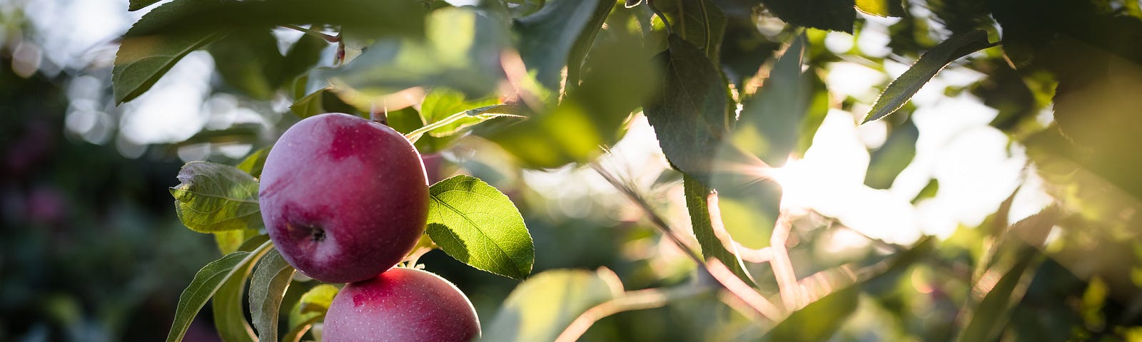 Sunlight shines through the leaves of an apple tree, highlighting two red apples.
