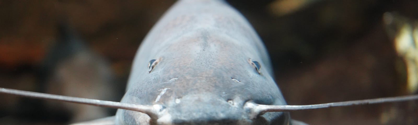 A closeup image of a catfish with 6 prominent whiskers.