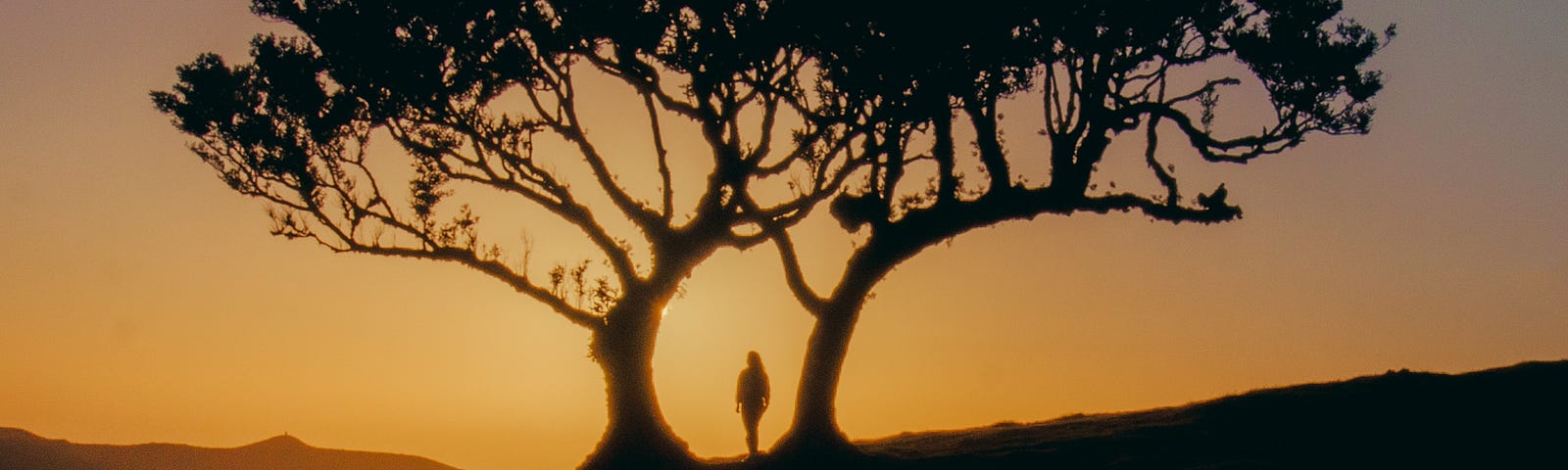 The silhouette of two trees and a person against the sky