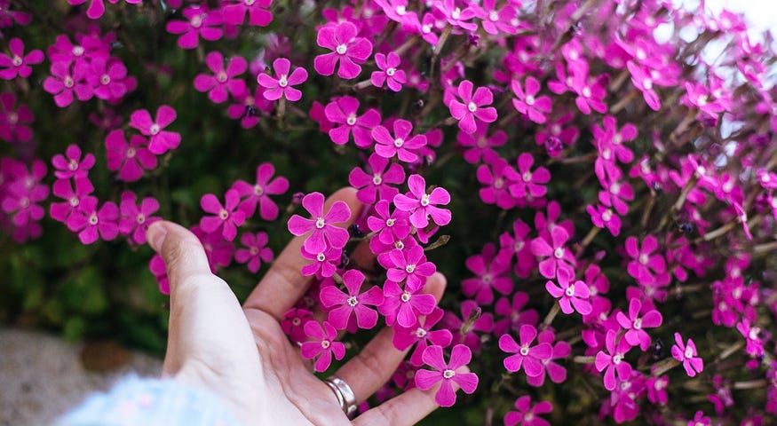 hand reaching into purple flowers