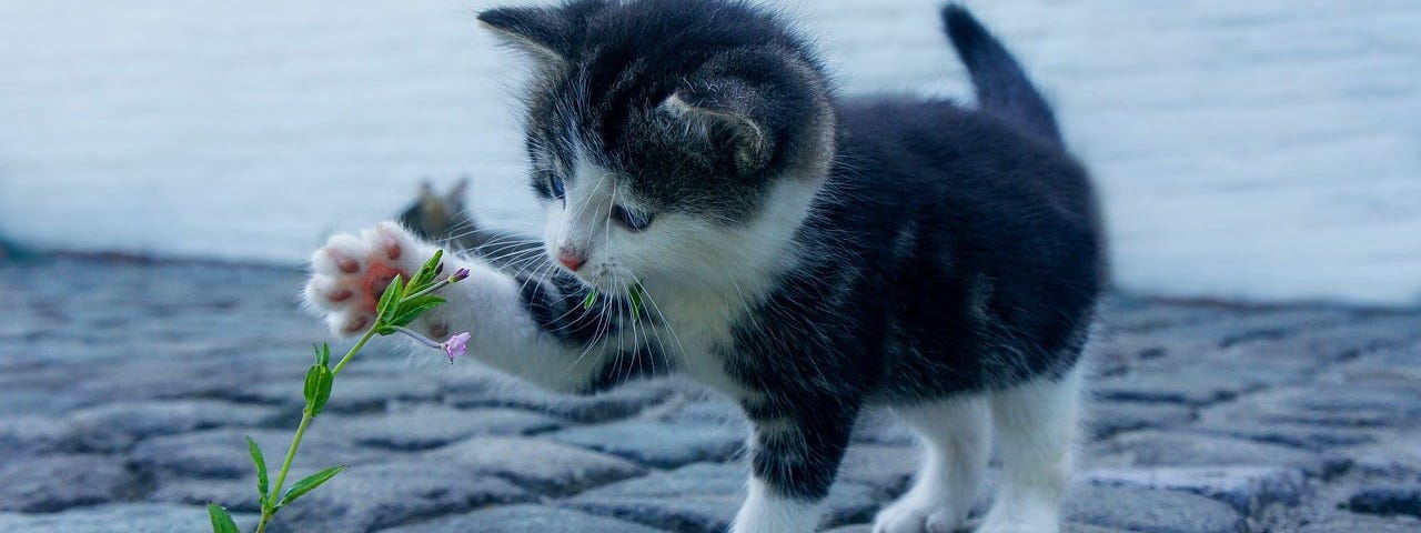 A cute little black and white kitten touching a flower growing in a crack in the sidewalk with its little paw.