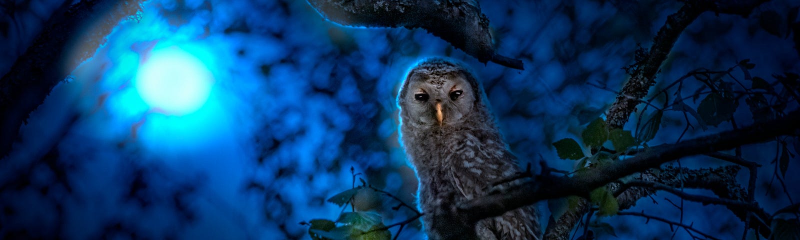 An owl in the dark