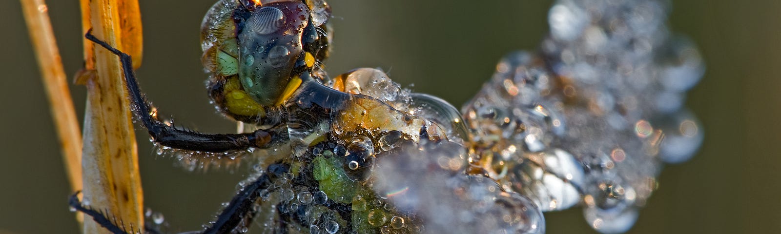 A flying insect with water droplets on its body