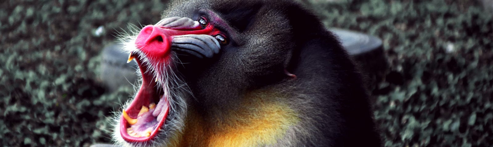 Baboon with fangs bared.