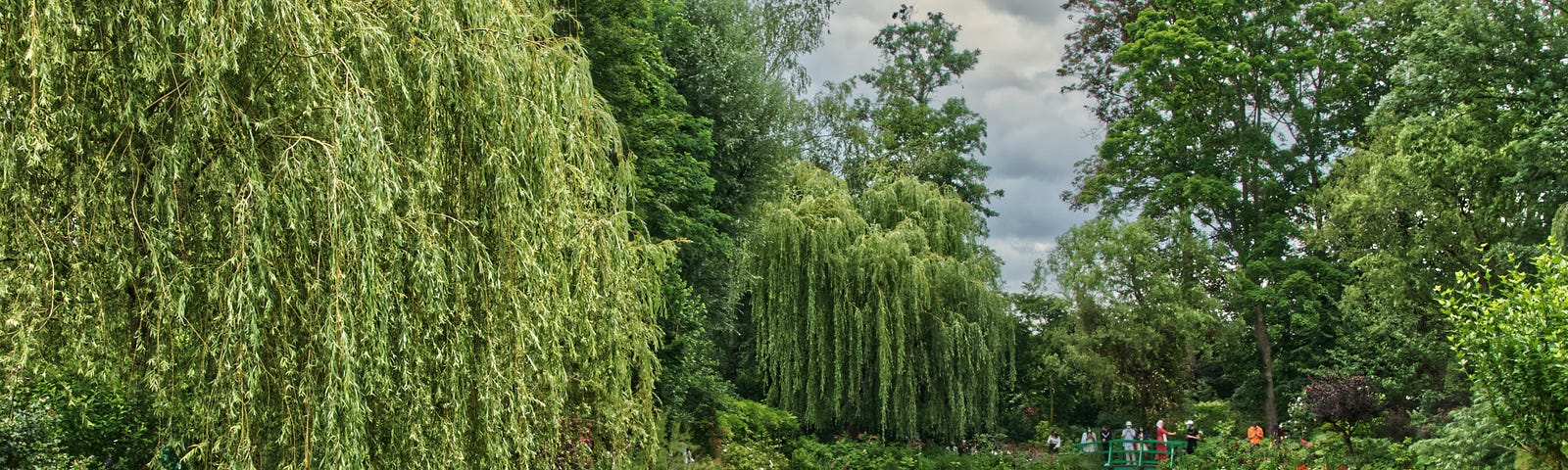 Willows surround a lily-filled pond.