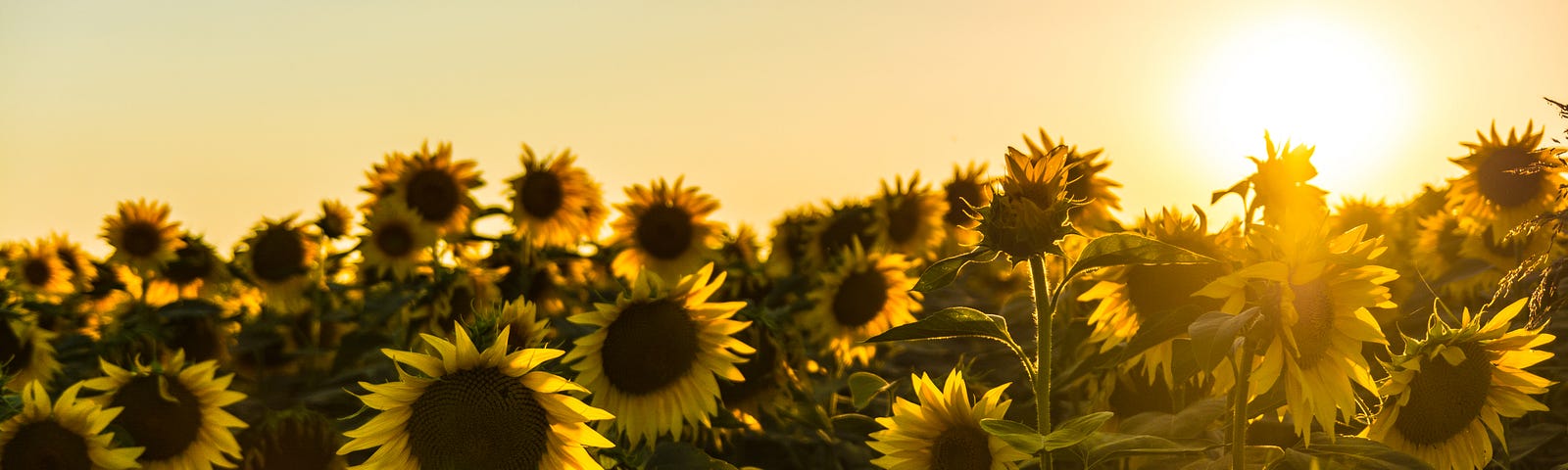 A field of sunflowers and the sunrise. Does this feel mathematical to you? Poetry? See how it actually may be!