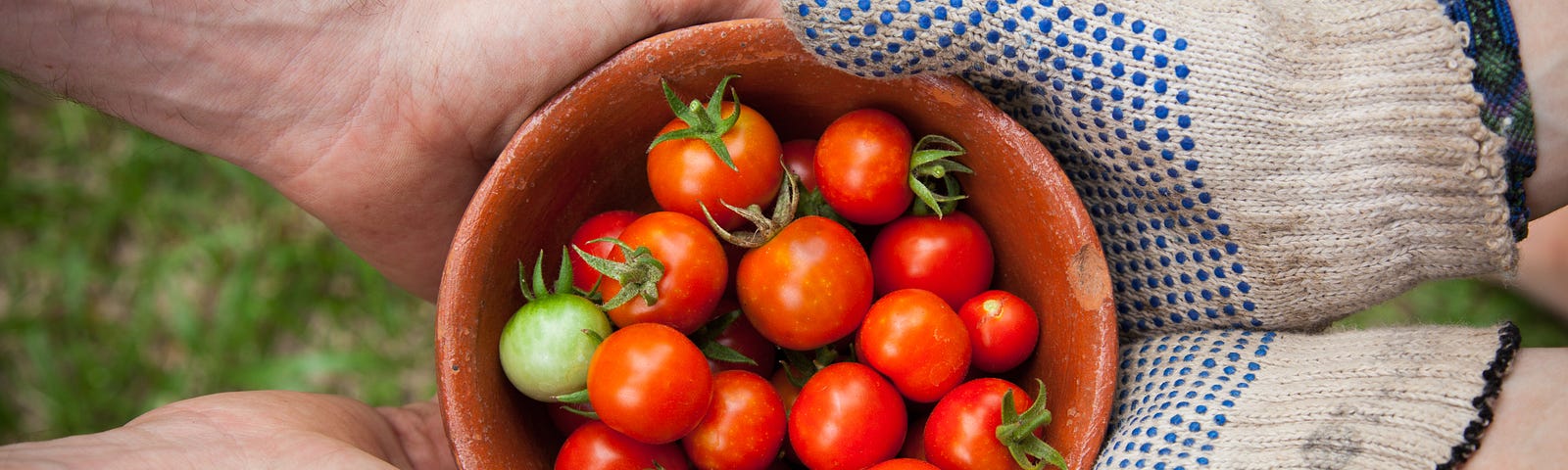 A bowl of tomatoes in the hands of a farmer