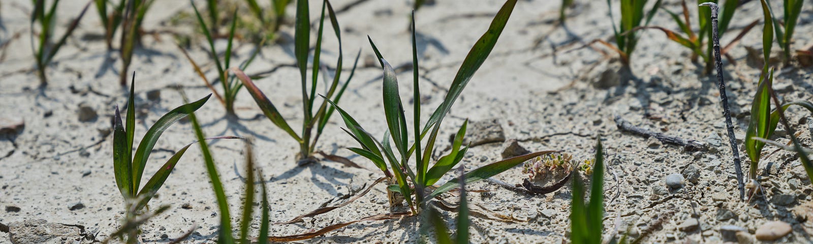 New plant shoots in sand