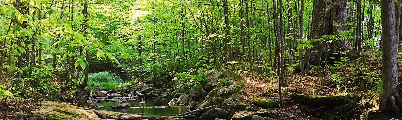 stream bed with trees