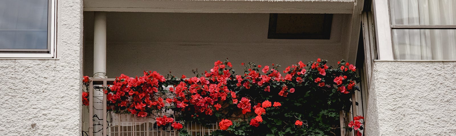 red flowers over a balcony railing