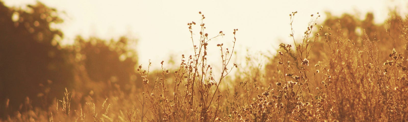 The picture shows wildflowers, not in bloom, in a sepia tone