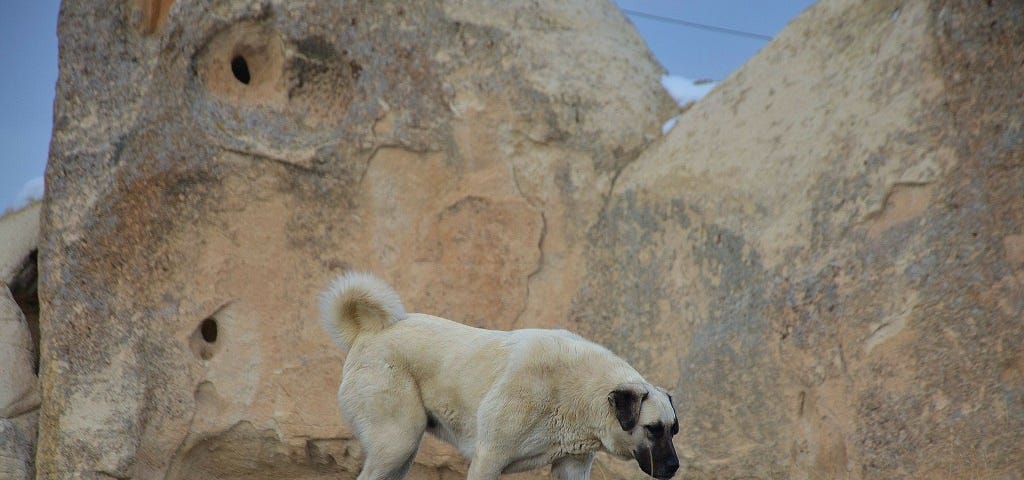 Sivas Kangal