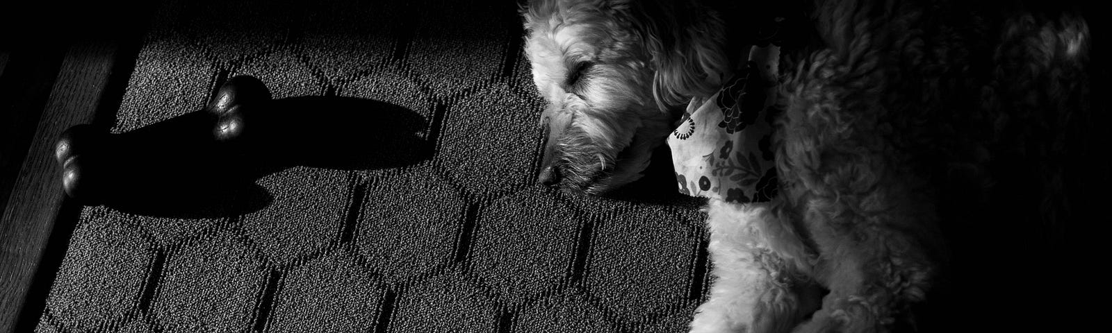 black and white image of a dog laying on a carpet next to a bone