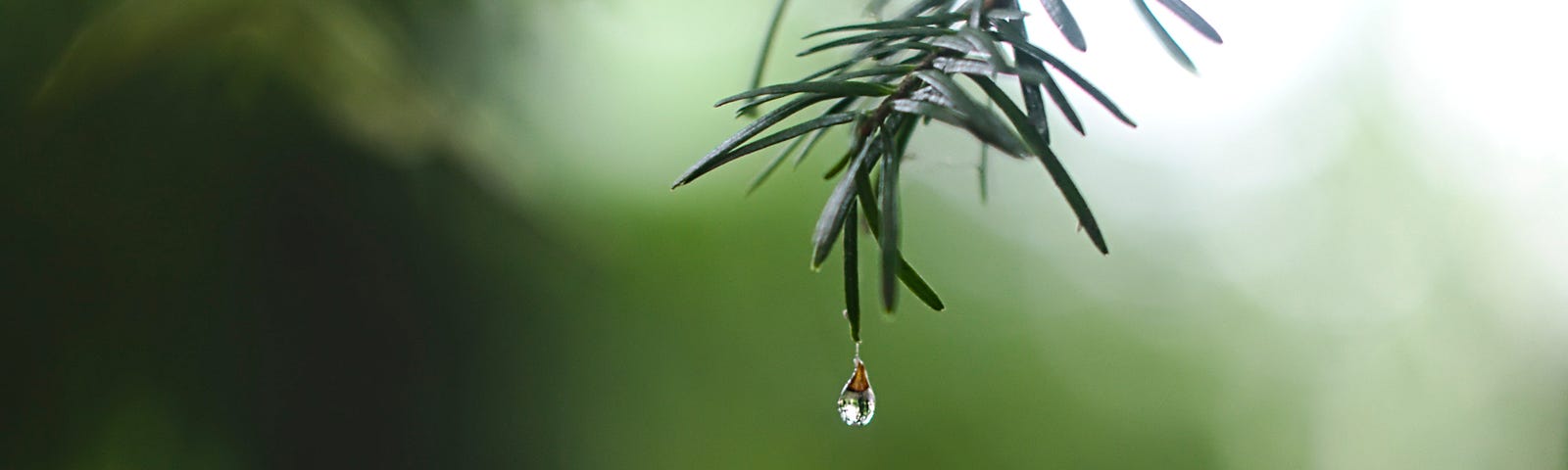 A raindrop at the end of a branch of spiny leaves, about to drop.