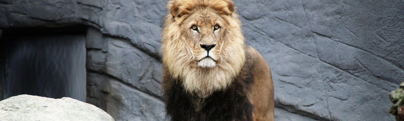 A lion stands in a zoo enclosure, an expression of puzzlement or resignation on its face