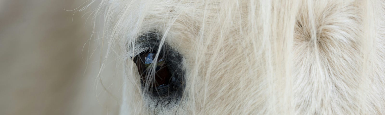A white horse with mane hanging over one dark eye