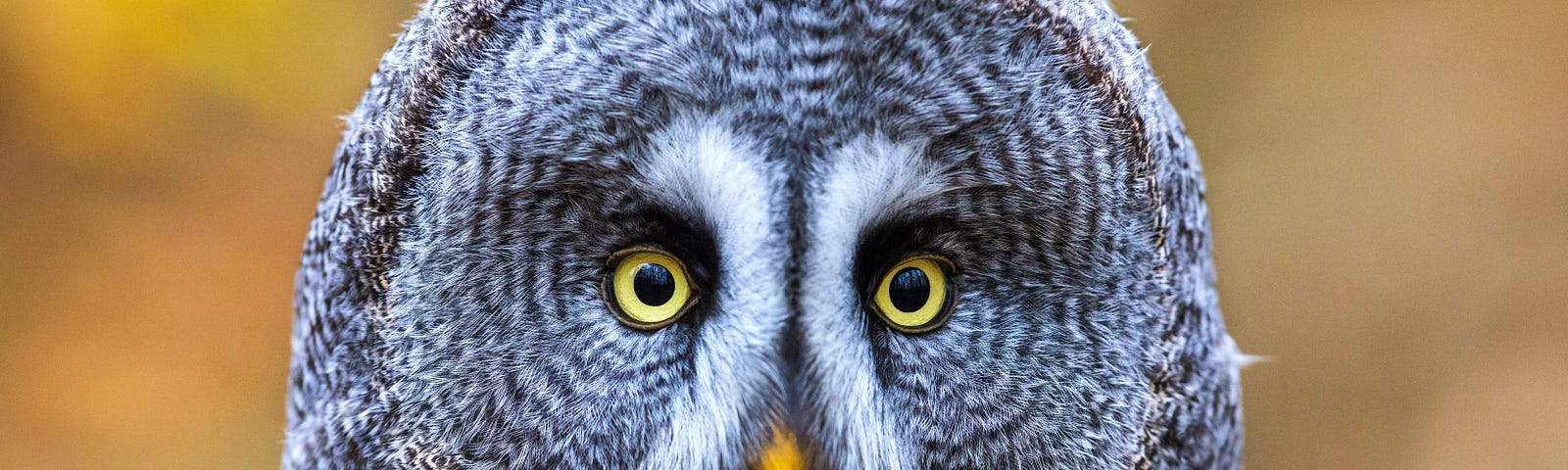 headshot of an owl, staring right at you