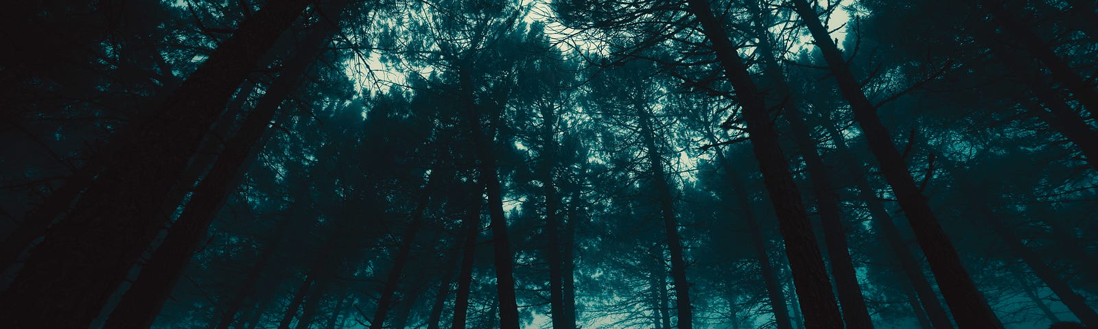 Dark forest