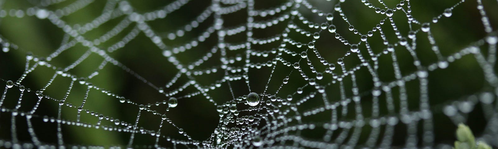 A spider web