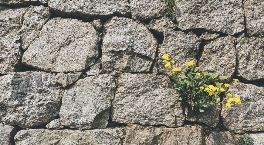 A imagem é uma parede de pedras com flores amarelas