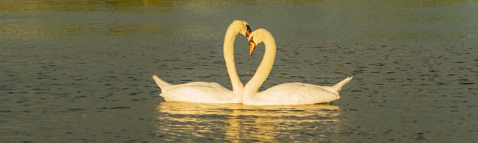 Two white swans forming a heart with their necks