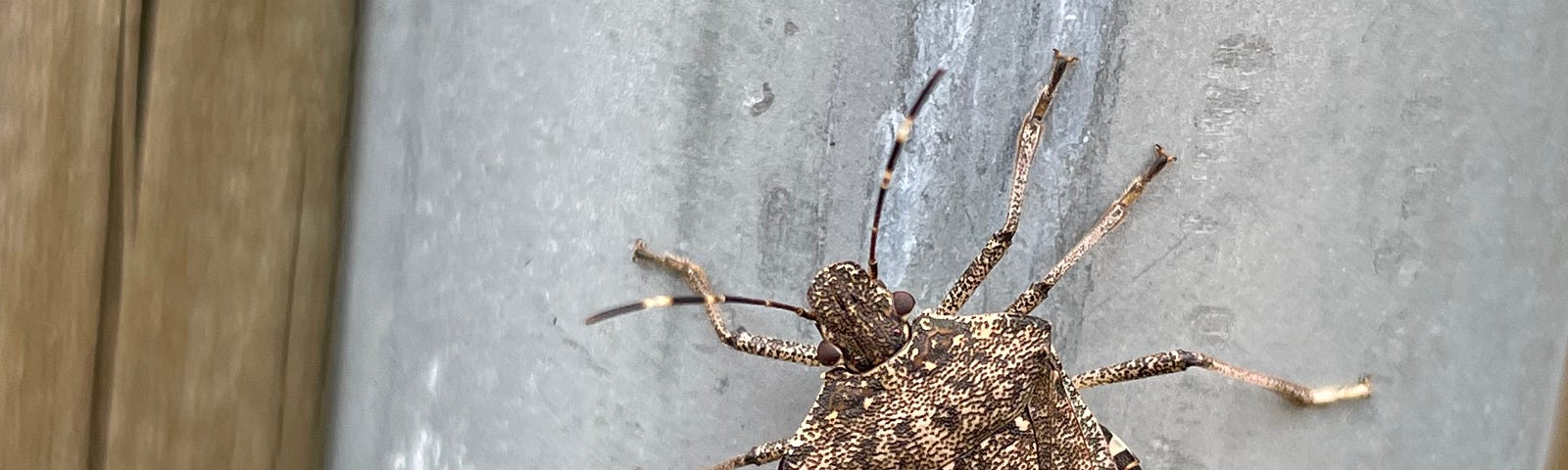 A brown stink bug crawling up a wall.