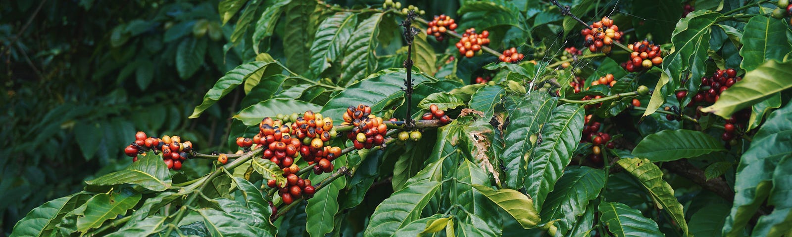 Coffee “cherries” growing on the plant
