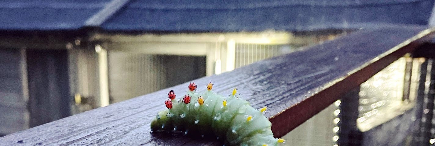 A gloriously large cecropia caterpillar explores a thin wooden beam in the rain.