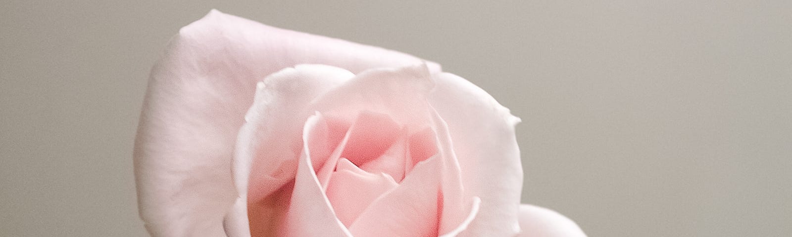 A single long-stemmed pink rose.