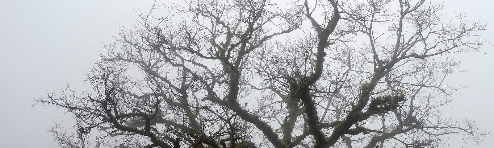 tree with no leaves in fog