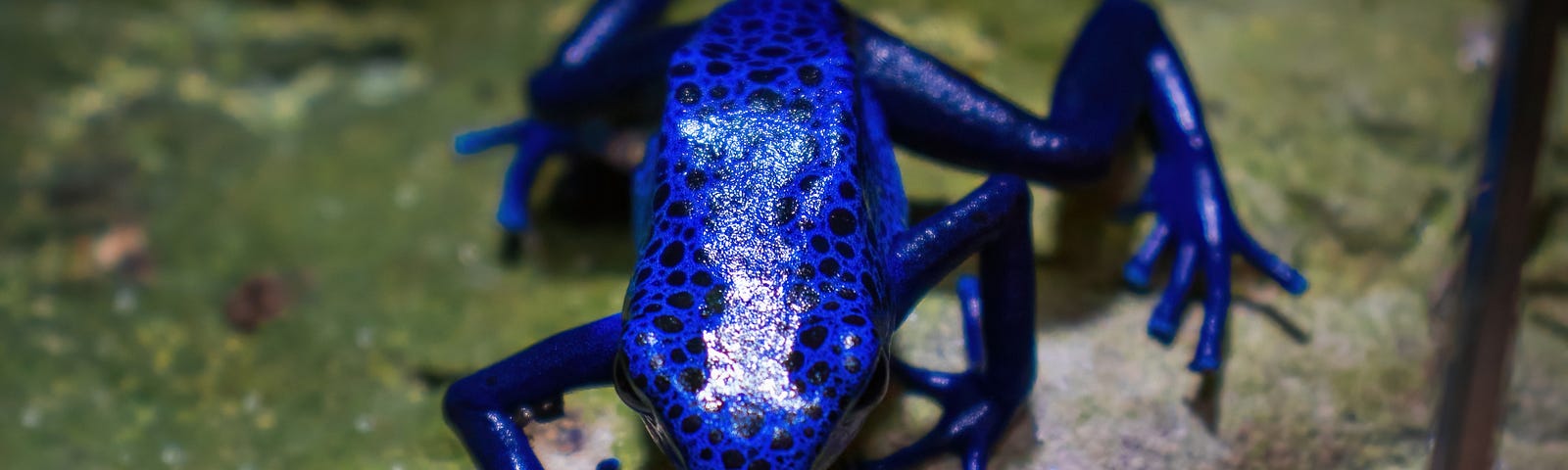 A blue frog on a leaf
