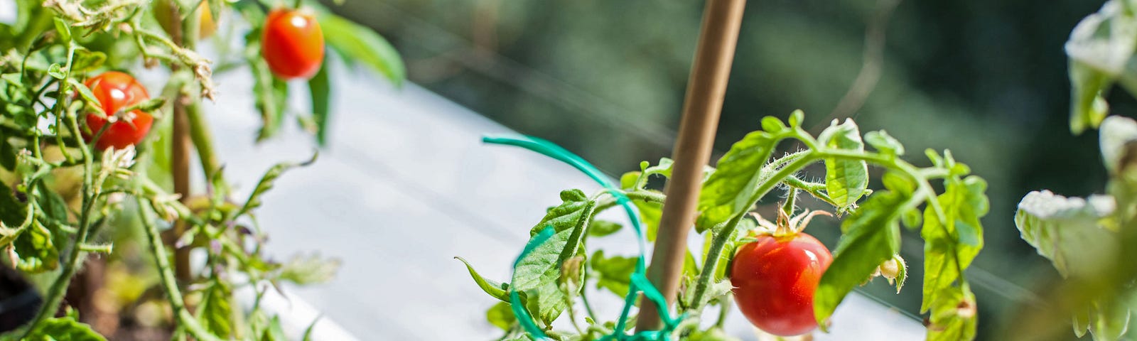 5 Insights Gained from Balcony Tomato Gardening