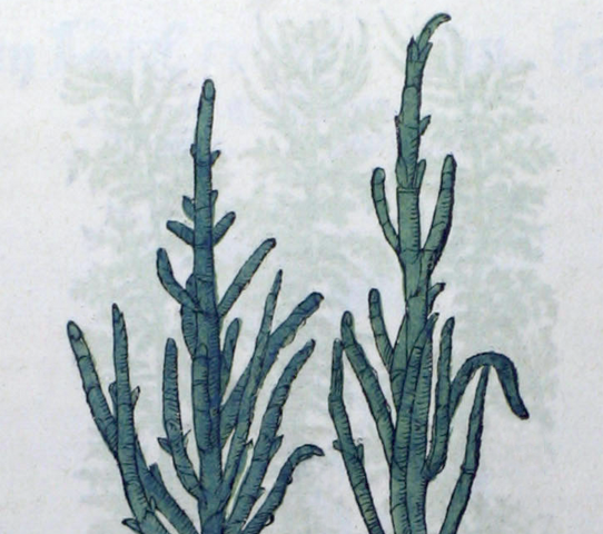 An illustration of two Salicornia (Tragos) that are green and different lengths of stalks with a light gray towards the dark root system. The background is gray with faint images of plants about the same height of the first plant but with tiny fern like branches and leaves.