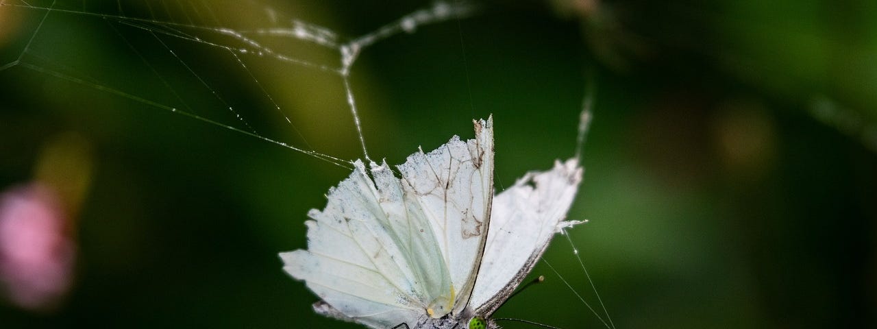 Close-up photo of an ensnared white butterfly in a small bit of web, with tattered wings