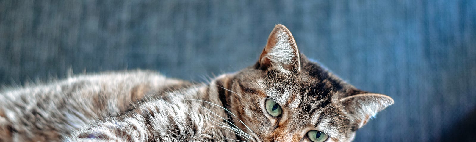 a tabby cat lying on a blue chair