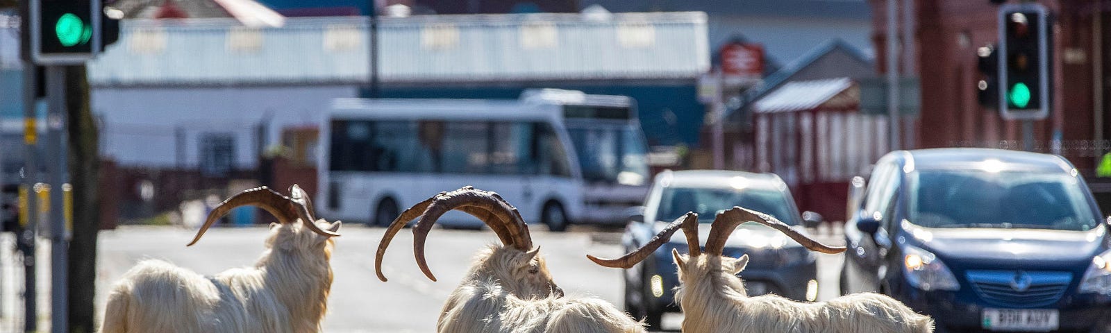 Wild goats stand on the middle of an empty road in a town centre