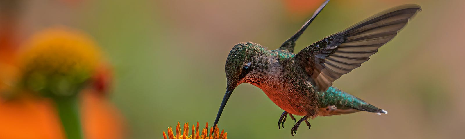 Hummingbird feeding off a flower
