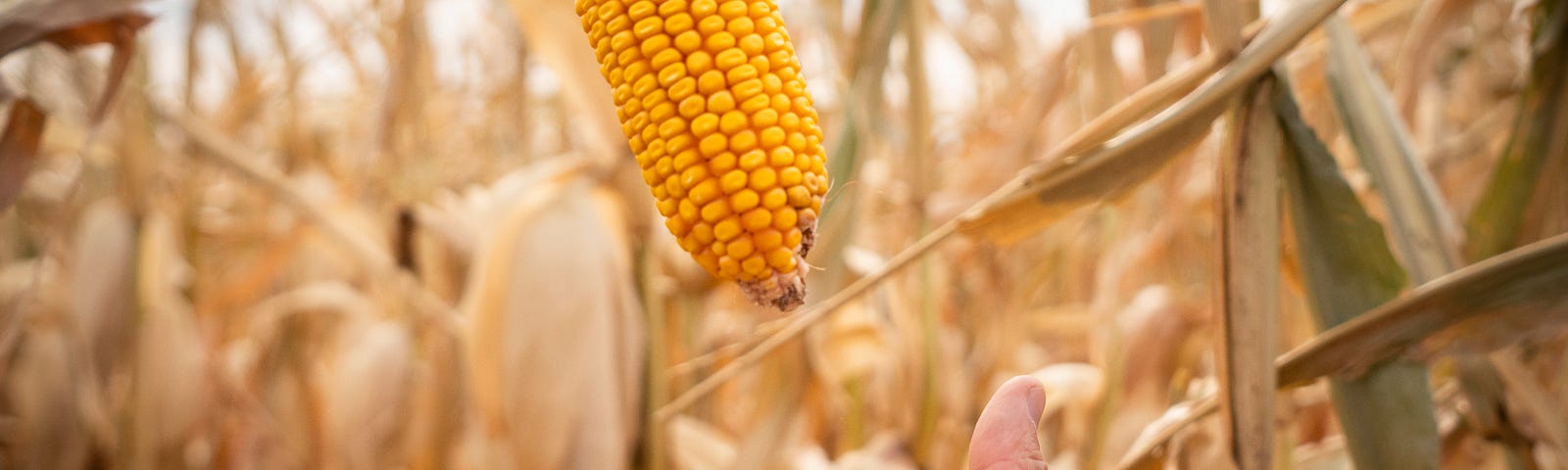 A hand tossing up an ear of field corn in an autumn cornfield.