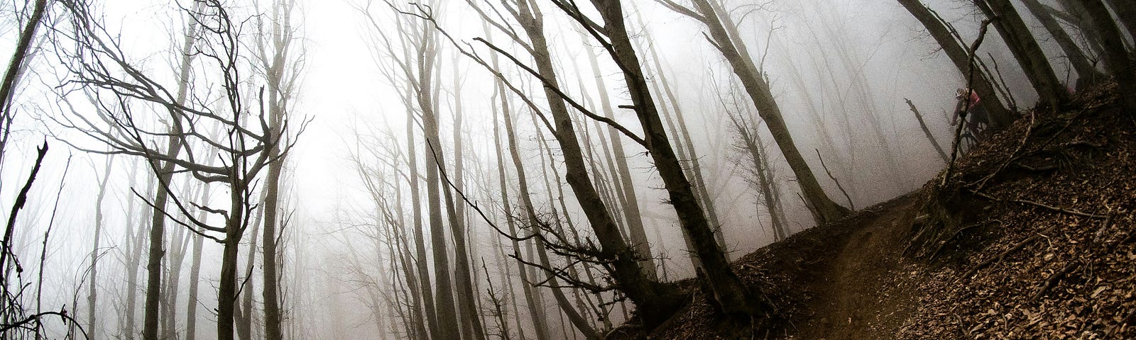 A foggy forest trail.