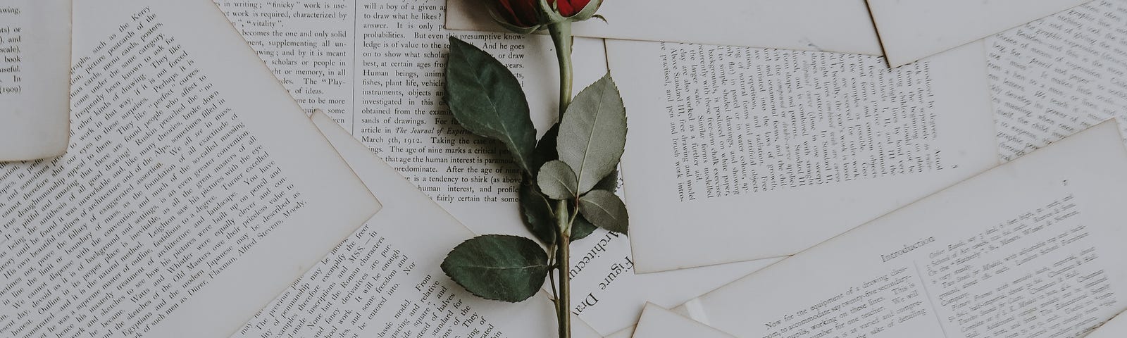 A red rose lying on top of many printed pages.