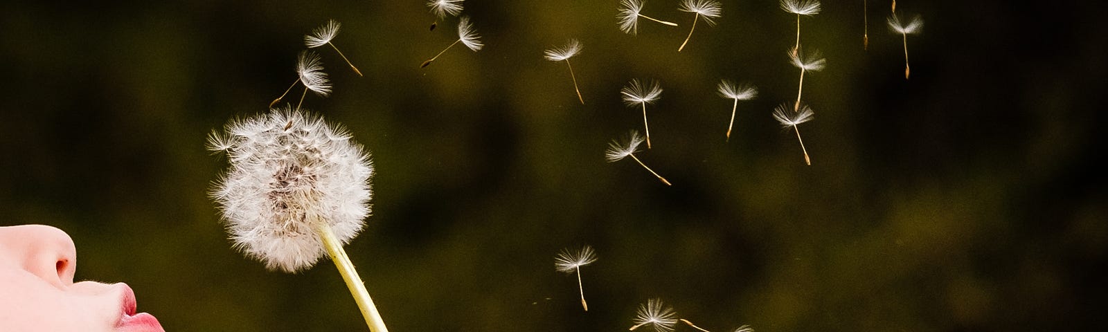 girl blowing on dandelion seeds