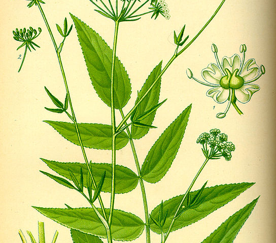 An illustration on parchment colored paper of a skirret’s umbel shaped minuscule white flowers growing on long, thin green stems with shiny green, compound, pinnate leaves. With a close view of the flower and the root. The roots grow in clusters from the stem that are cylindrical and jointed. One of the roots has a cross section showing the inside of the root.